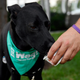 Dog at Wag event on Tuesday, August 7, 2018 in Washington.